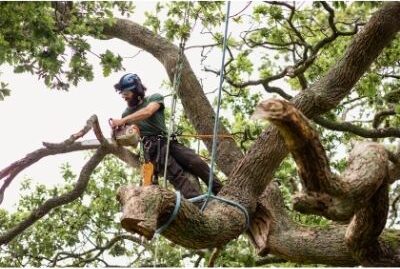 Canberra tree service