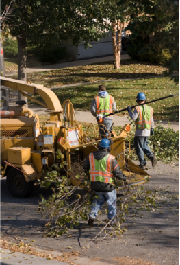 professional tree service canberra