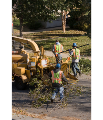 tree removal canberra