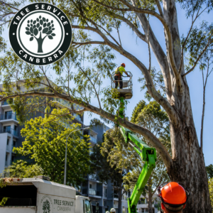 tree removal canberra